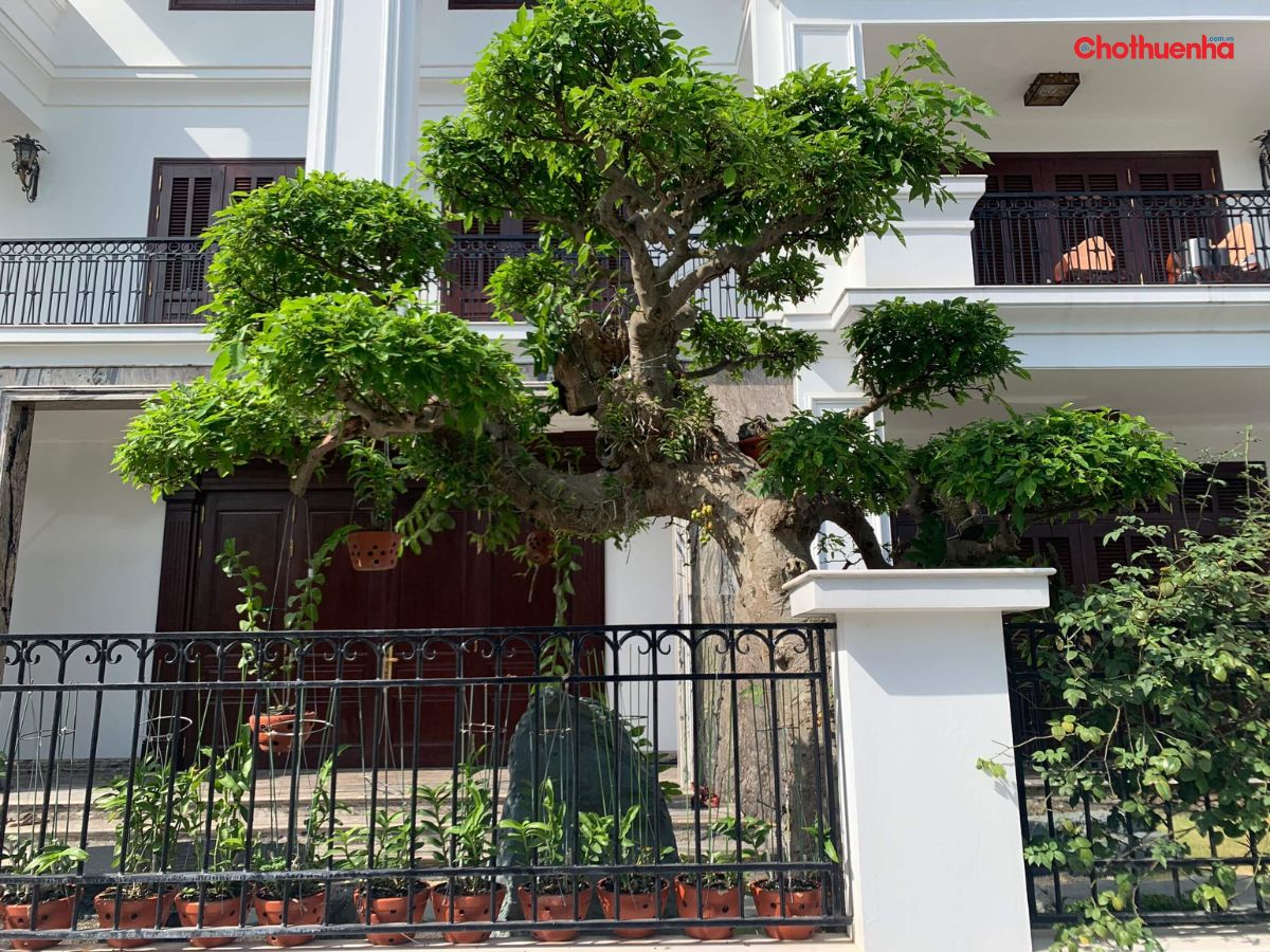 Cây to gây ảnh hưởng đến sức khỏe 