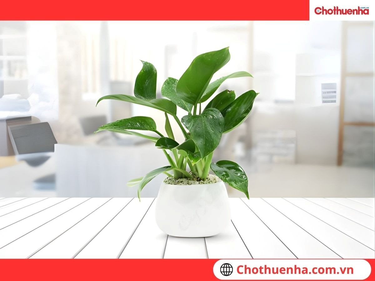 Trồng cây xanh trước nhà vệ sinh