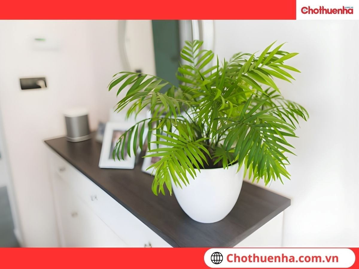 Cau tiểu trâm giúp thanh lọc không khí 