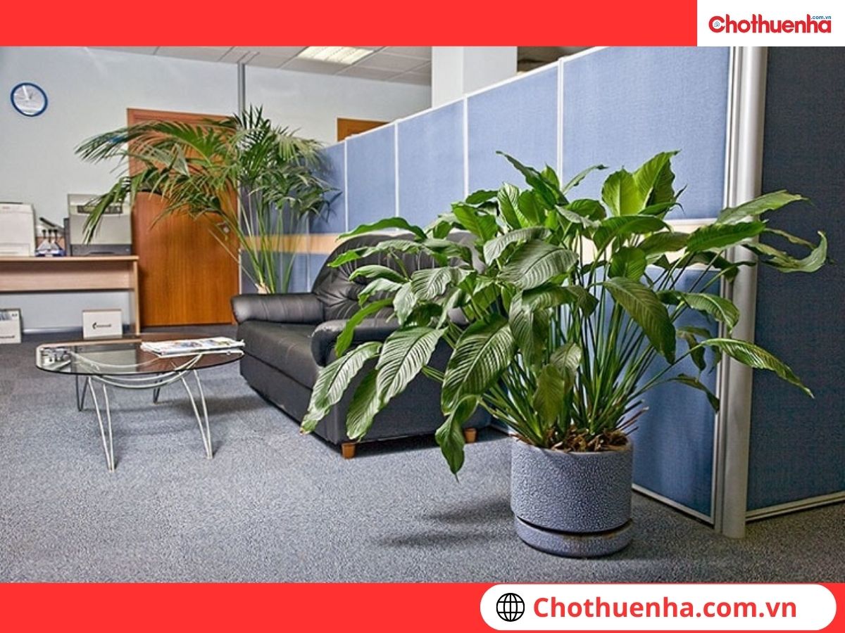 Bố trí cây xanh hoặc chậu cây lớn 