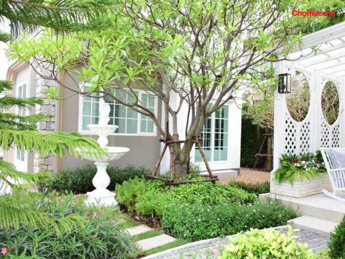 cây trước nhà xanh tốt 